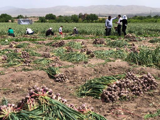 پیش بینی برداشت بیش از 15 هزار تن سیر از مزارع شاهیندژ