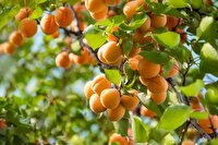 برداشت بیش از ۲۷ هزار تُن زردآلو در آذربایجان غربی