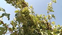آغاز مبارزه با نسل سوم آفت خوشه خوار انگور در مهاباد