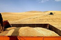 آغاز خرید گندم در مناطق سردسیر