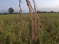 فیلمی از برداشت شالی در مزارع روستای دوبخشر