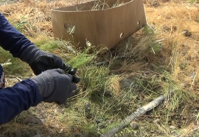 آغاز برداشت مارچوبه در رودان آغاز برداشت مارچوبه در رودان