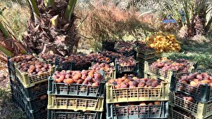 پایان برداشت خرما از نخلستان های آبادان و خرمشهر