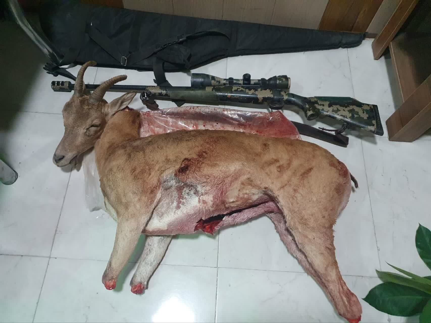 دستگیری شکارچی متخلف در مهدیشهر