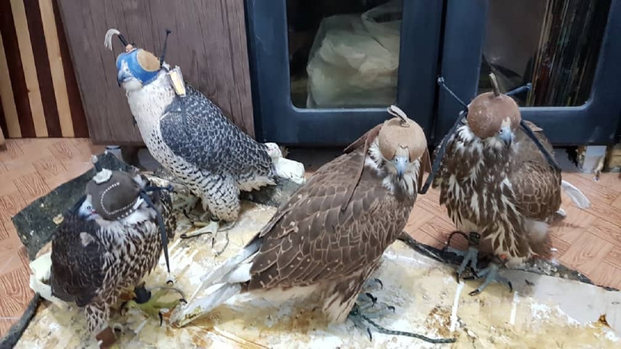 دستگیری متخلفان زنده گیری پرندگان شکاری در غرب هرمزگان