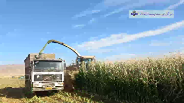 برداشت ذرت علوفهای در شهرستان ابهر