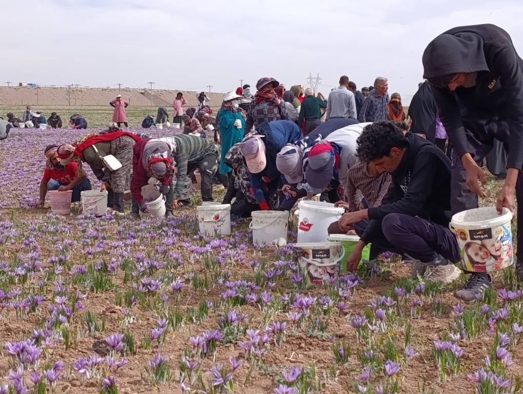 برگزاری جشن روز ملی زعفران در تربت حیدریه