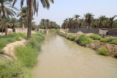 احیای نخیلات شادگان با لایروبی انهار