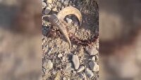پلنگ دماوند قوچ وحشی را شکار کرد