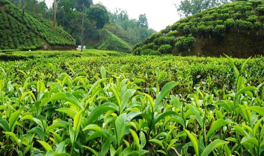 آغاز پرداخت تسهیلات کم بهره به چایکاران و کارخانه داران چایسازی شمال کشور آغاز پرداخت تسهیلات کم بهره به چایکاران و کارخانه داران چایسازی شمال کشور