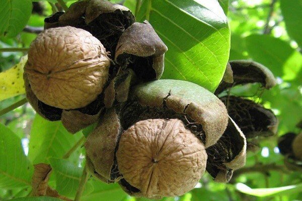 برداشت ۱۴ هزار تن گردو از باغهای فارس برداشت ۱۴ هزار تن گردو از باغهای فارس