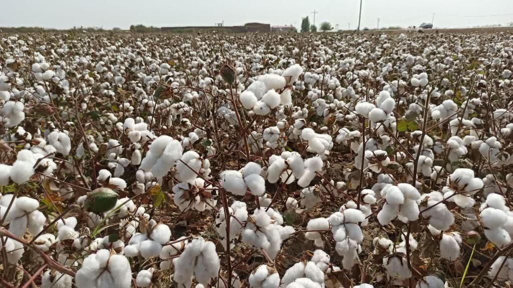 برداشت طلای سفید از مزارع شهرستان استهبان