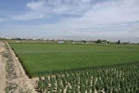 کشت گندم آبی در ۱۱ هزار هکتار زمینهای مُهر