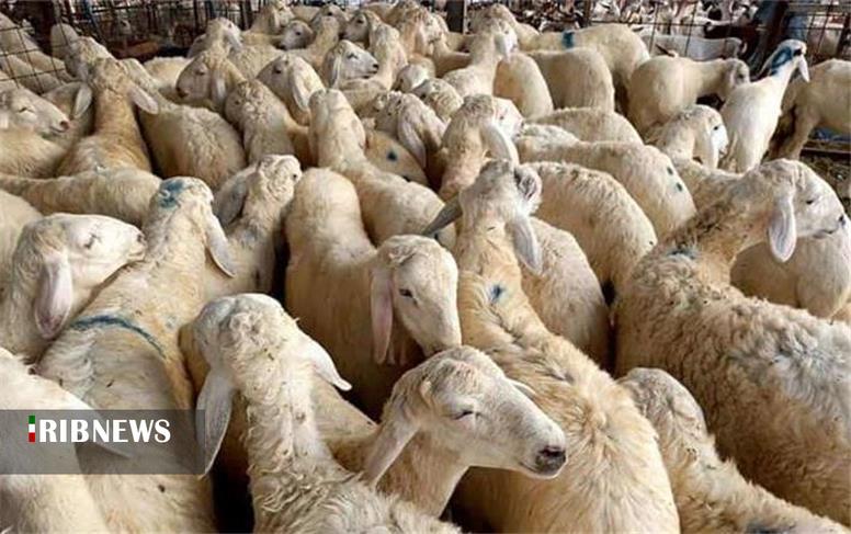 رسیدگی تعزیرات حکومتی به قاچاق ۵۶ رأس دام زنده در بجنورد رسیدگی تعزیرات حکومتی به قاچاق ۵۶ رأس دام زنده در بجنورد