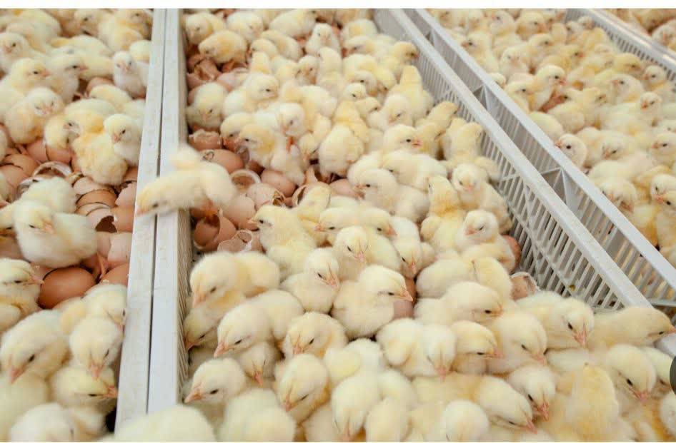 انجام بیش از ۴ میلیون قطعه جوجه ریزی در کاشمر انجام بیش از ۴ میلیون قطعه جوجه ریزی در کاشمر