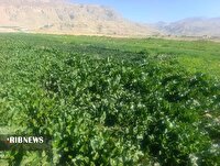 برداشت  محصول سبزی خورشتی از مزارع سبزی کاری  چرام