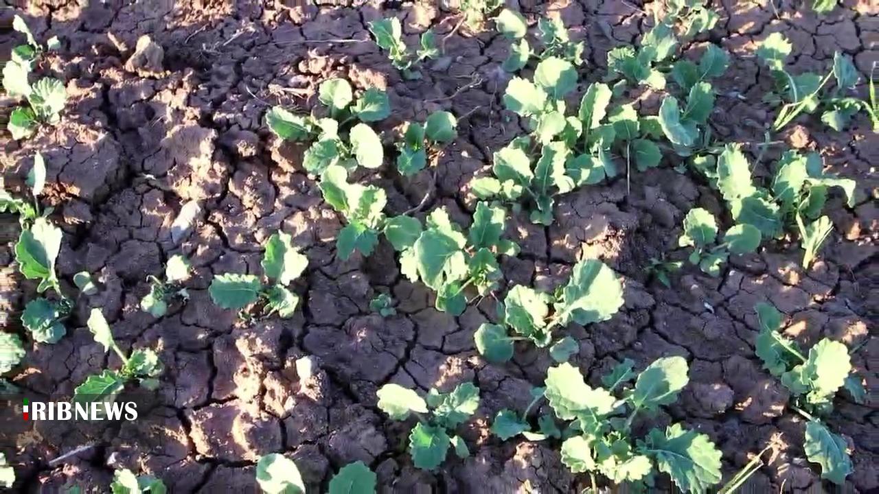 کشت ۲۰۰ هکتار کلزا در اراضی پایاب سد سهند هشترود کشت ۲۰۰ هکتار کلزا در اراضی پایاب سد سهند هشترود