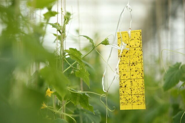 مانور ملی نظارت بر واحدهای کنترل عوامل قرنطینهای گیاهی مانور ملی نظارت بر واحدهای کنترل عوامل قرنطینهای گیاهی