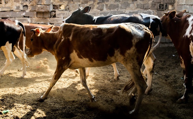 ممنوعیت ورود دام زنده به استان اصفهان