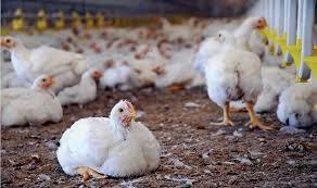 جریمه مرغدار متخلف در مهاباد جریمه مرغدار متخلف در مهاباد