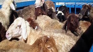 کشف ۳۴ راس احشام قاچاق از خودروی نیسان در قم کشف ۳۴ راس احشام قاچاق از خودروی نیسان در قم