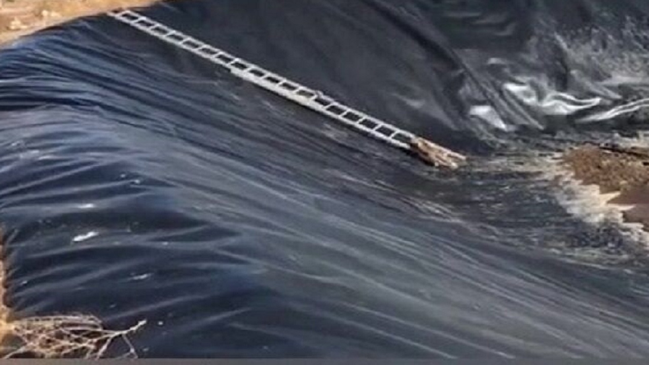 رهایی ۲ روباه گرفتار در استخر روستای قلعه اصلانیان میانه