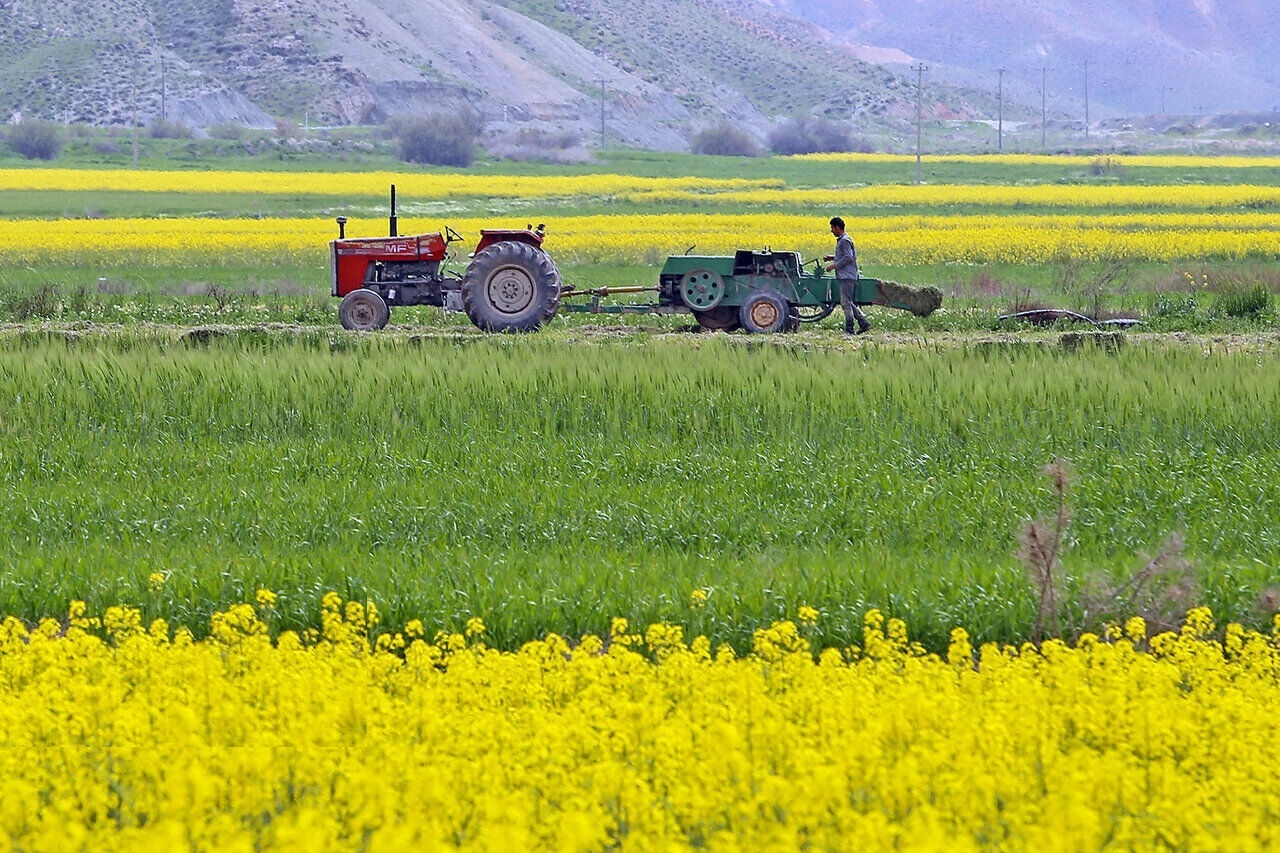 اجرای الگوی کشت نیازمند همکاری و عزم همگانی اجرای الگوی کشت نیازمند همکاری و عزم همگانی