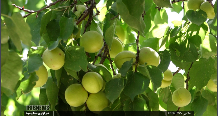 برداشت زرد آلو در روستای مروک شهرستان دورود