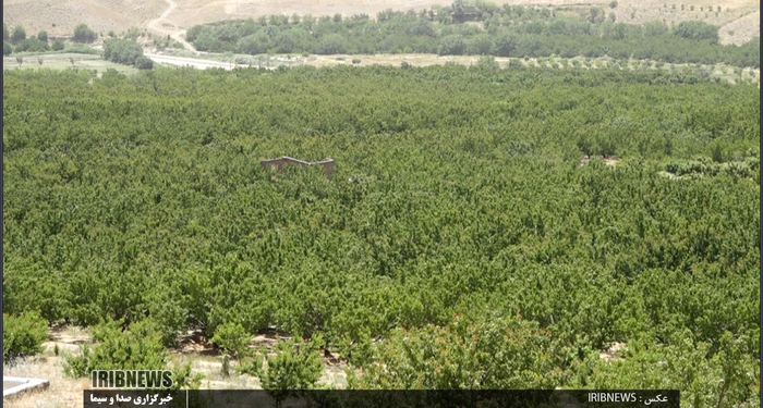 برداشت زرد آلو در روستای مروک شهرستان دورود