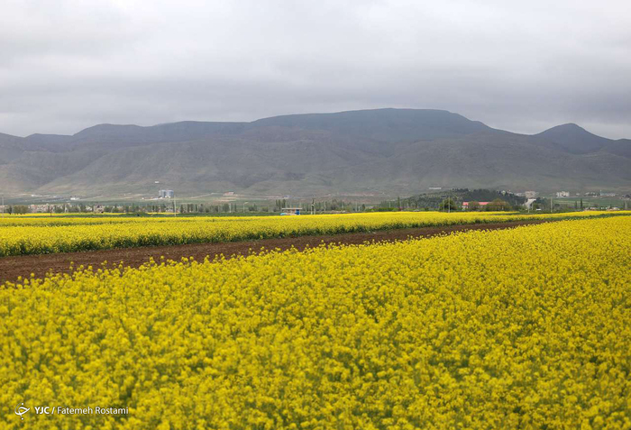 کشت جایگزین در خراسان شمالی