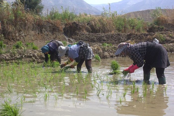 کشت جایگزین در خراسان شمالی