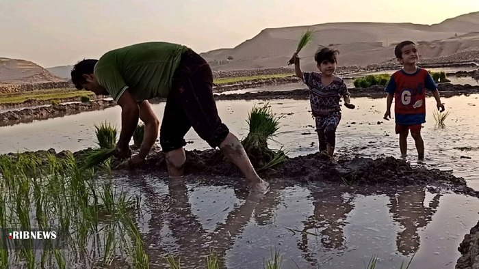 نشاء برنج تابستانه در بهمئی