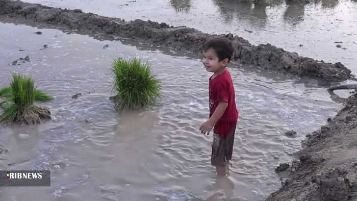 نشاء برنج تابستانه در بهمئی