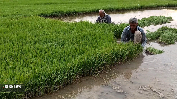 نشاء برنج تابستانه در بهمئی