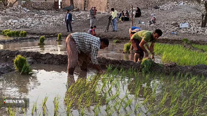 نشاء برنج تابستانه در بهمئی