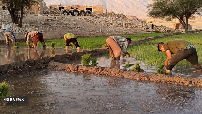 نشاء برنج تابستانه در بهمئی