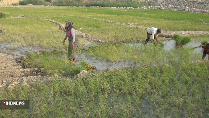 نشاء برنج تابستانه در بهمئی