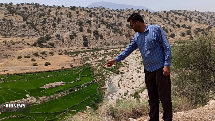 نشاء برنج تابستانه در بهمئی